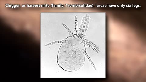 Mite Facts: an ARACHNID | Animal Fact Files