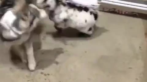 dog vs goat