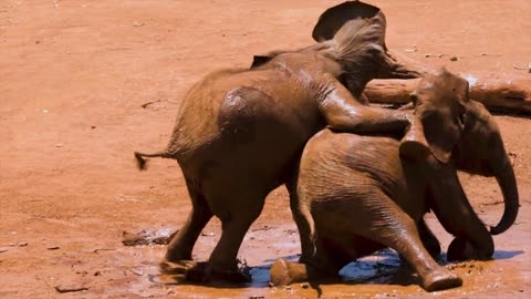 When Elephants Try Stand-Up Comedy 🐘😂"