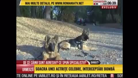 Mihai Nae @ Stirile Romania TV - Despre cazurile de agresivitate fata de stapan