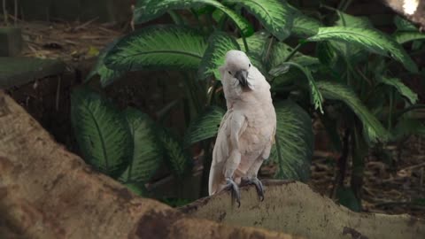 Beautiful bird ASMR