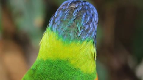 Parrot Bird Wild Green Colorful Animal Color