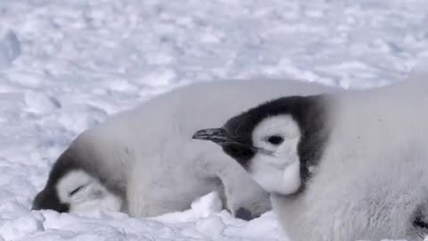 Emperor Penguin Chick Awaken 🇦🇶 Cape Washington