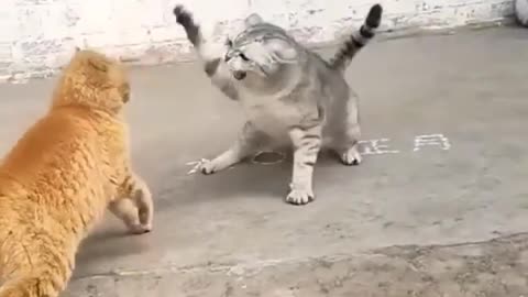 cat fight