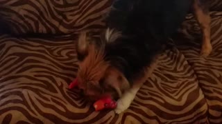 ChiChi Gets A New Toy!