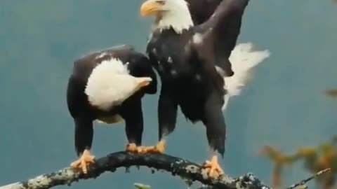 Close-up of eagles. They have sharp claws