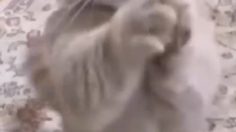 Funny cat video #catvideos #cat #short #viral #rumble