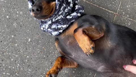 Funny Sausage Dog at Cafe having puppucino