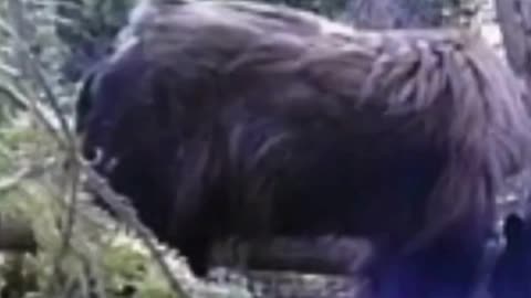 Cryptid Caught on Trail Cam Walking with Black Bear | #EnigmaCast