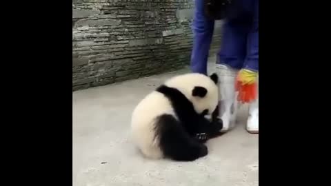 Cute Animals - Cute Baby Panda Videos Compilation