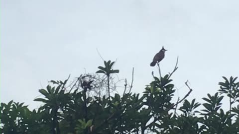 Bulbul in the wild