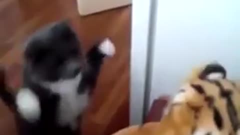 Cat 🐈‍⬛ Boxer hits Tiger 🐅 in the face and prepare to fight Lion 🦁