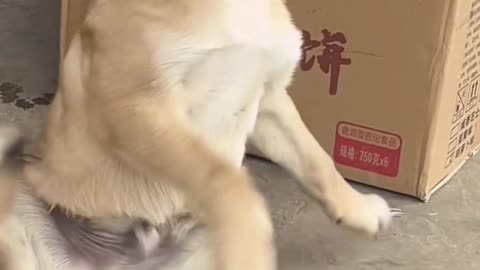 Cute dog asleep and fall 🐶🥹🥺