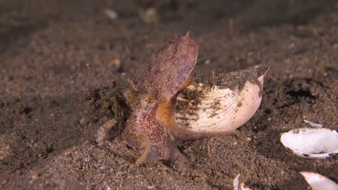 Coconut Octopus Positions Itself in Shell