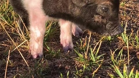 H5 Ranch's Petunia: The Piglet Who Loves Exploring & Chowing Down on Fruit 🐷🍏