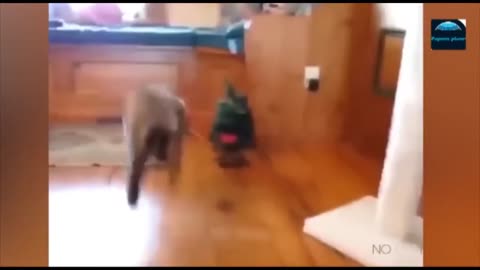 Funny Animal Video 2023