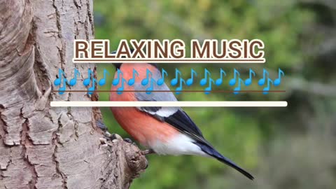 🦜🕊️🕊️🕊️VERY BEAUTIFULS RELAX MUSIC 🕊️🦜🦜🦜🦜🦜🐦🐦