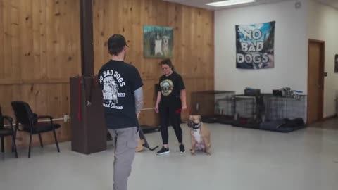 SHE TRIED TO ATTACK ME! (AGGRESSIVE DOG TRAINING)