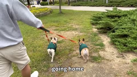 French Bulldog TANTRUM MELTDOWN First Time On A Boat