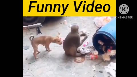 Funny fight dog vs monkey 😂