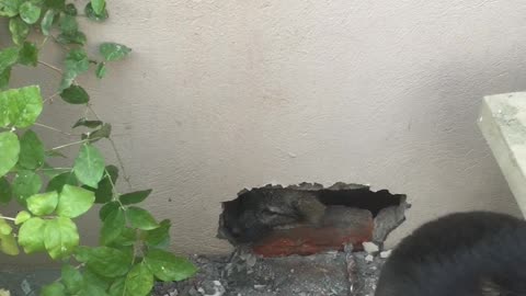 Drill Used to Rescue Puppy From Wall