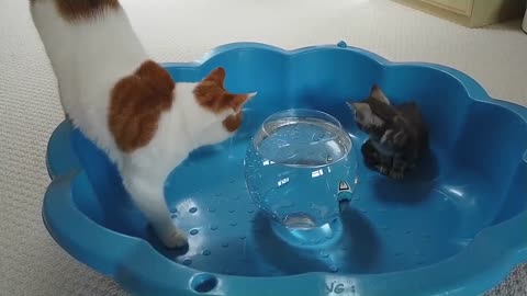 Cats & Kitten Reacts To Robo Fish