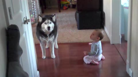 Husky sings with baby