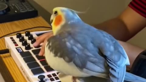 Cocktail singing to beats