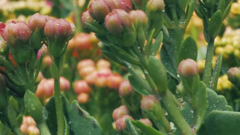 Bunches of unopened flowers