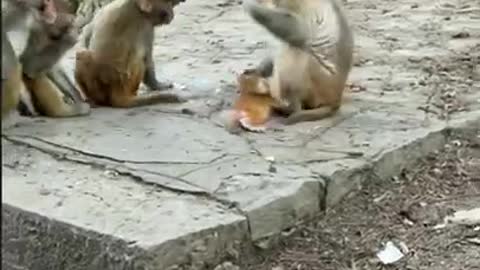 Amazing! Monkey China & Funny Love monkey| Animals Love