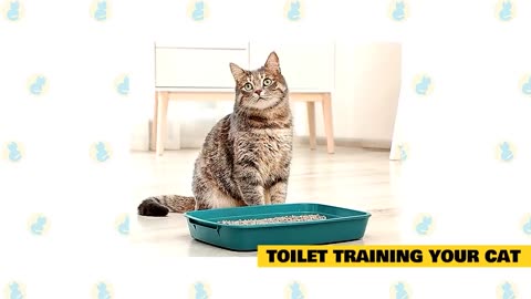 CAT TRAINING VIDEO