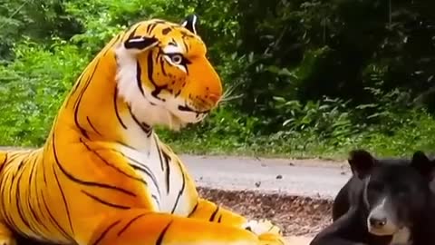 TIGER VS DOG!!!