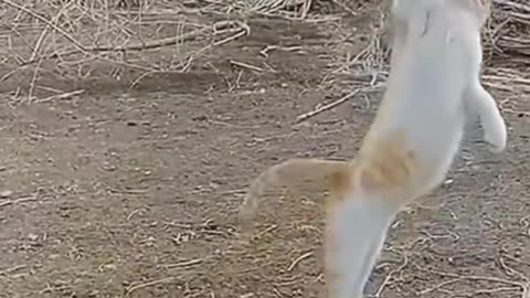 Funny cats video #viral #shorts #entertainment786 #funnycatsvideo #funnycatscompilation