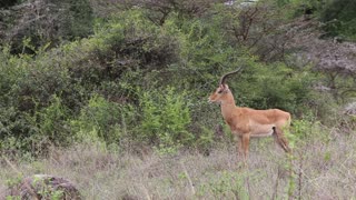 An inquisitive antelope