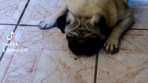 Pug, lazy dog ​​pug, cachorro preguiçoso