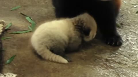 Japanese zoo welcomes red panda cub