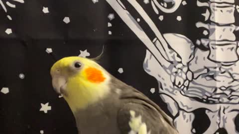 Groot he Cockatiel Fake Sneezes