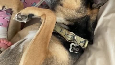 8-Month-Old and Dog Cuddle in Bed and Wake up Dad