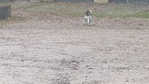 Springer Spaniel Happily Skips