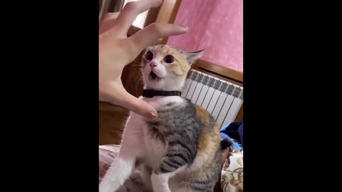 Funny cats and dogs video | Funny animals🤣