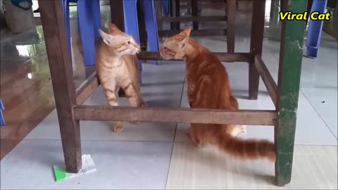 Cats Fighting and Meowing - Funny animal - Viral Cat-2023