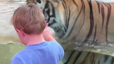 playing with tiger