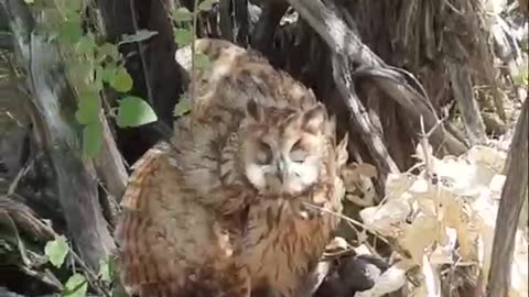 Owl from the Nuroti Reserve