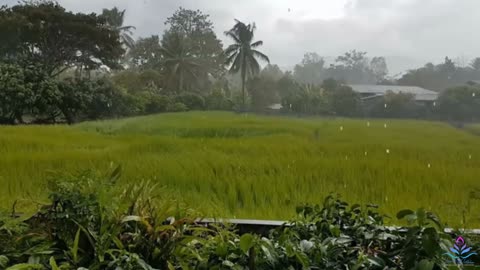 Our village is look like a wetland, village rainy day