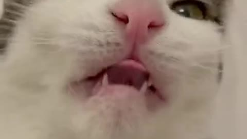 Cat eating so satisfying sound