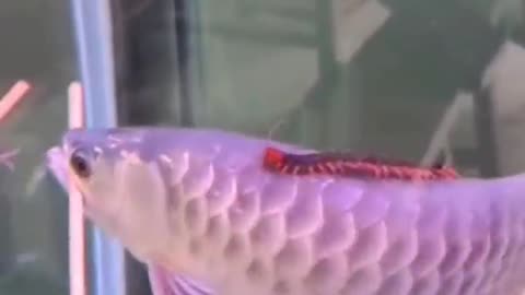 This golden arowana is awesome, with chopsticks in its mouth and a centipede on its back.