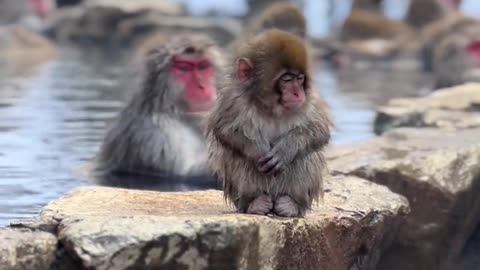 Japan Snow Monkey