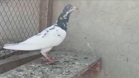 Beautiful pigeon breeder pair best flying