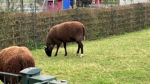 Funny cute sheep chilling and eating a meal.