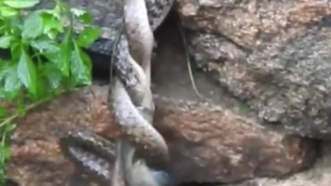 King cobra and Snake Figh scene in Forest